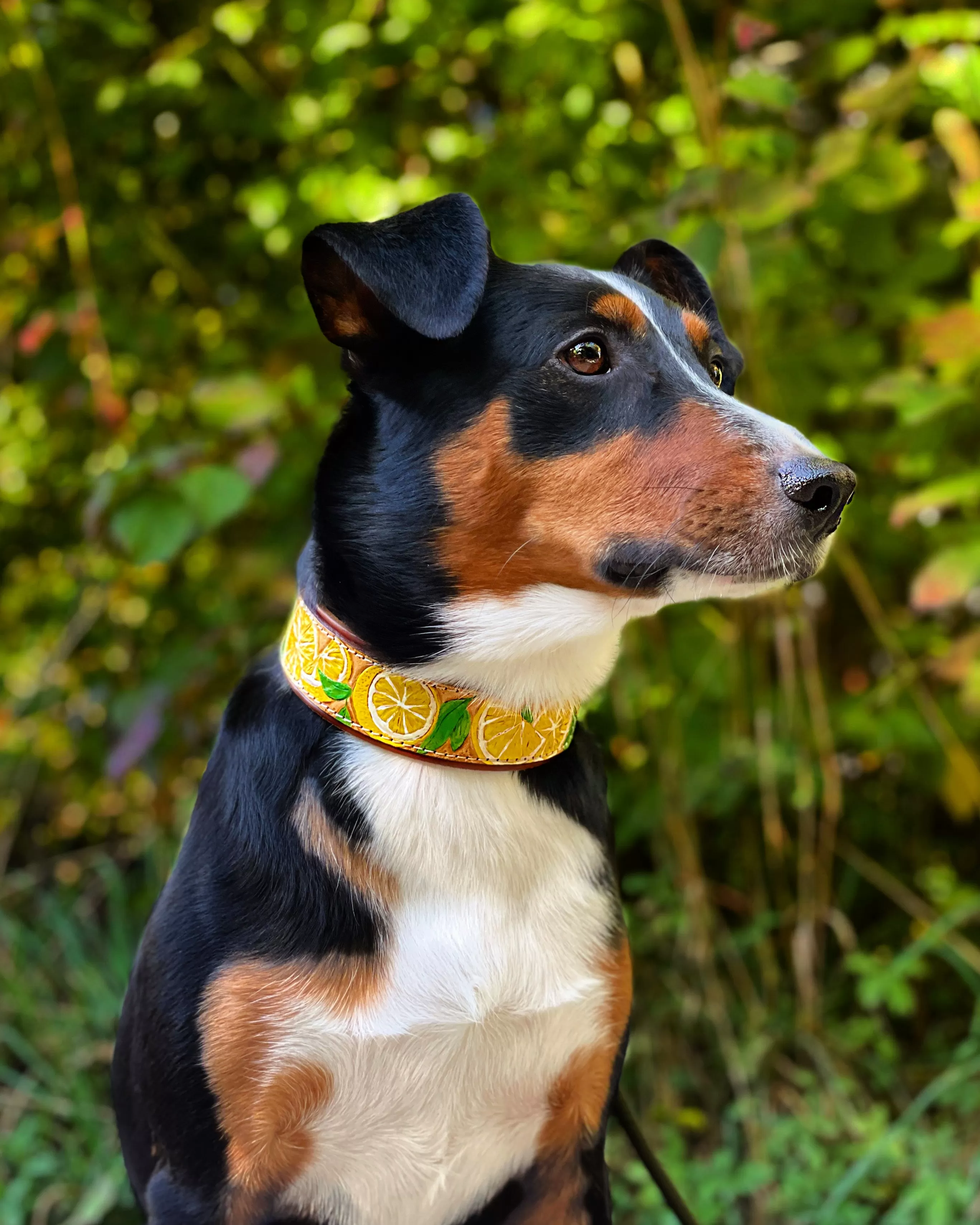 Lemon Leather Dog Collar